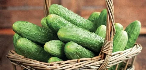 تصویر 3 از قیمت خرید خیار سبز خاردار + فروش ویژه