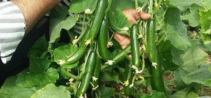 تصویر 5 از قیمت خرید خیار سبز درختی + فروش ویژه