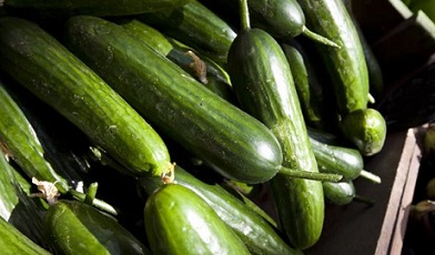 تصویر 1 از قیمت خرید خیار سبز درختی + فروش ویژه