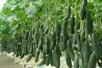 تصویر 4 از قیمت خرید خیار سبز درختی + فروش ویژه
