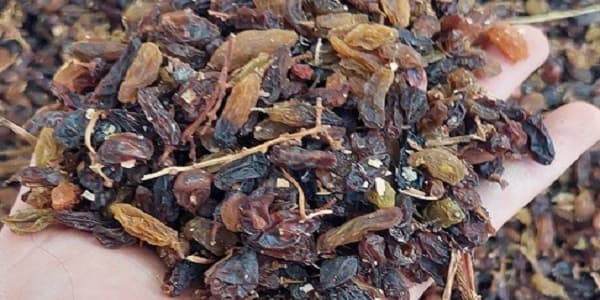 تصویر 3 از خرید و قیمت کشمش گله کاشمر + فروش عمده