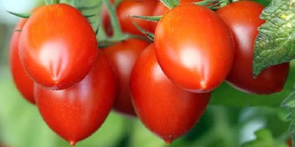 تصویر 2 از خرید و قیمت گوجه فرنگی ریز گیلاسی + فروش صادراتی