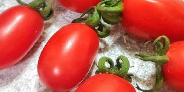 تصویر 3 از خرید و قیمت گوجه فرنگی ریز گیلاسی + فروش صادراتی