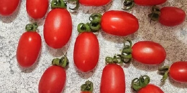 تصویر 4 از خرید و قیمت گوجه فرنگی ریز گیلاسی + فروش صادراتی