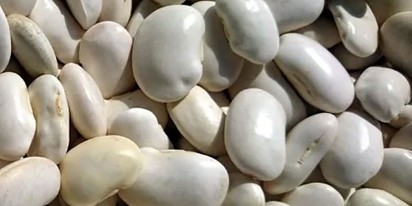 تصویر 1 از خرید لوبیا سفید ایرانی + قیمت فروش استثنایی