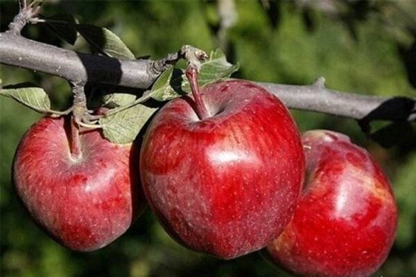 تصویر 1 از قیمت خرید سیب صادراتی مراغه عمده به صرفه و ارزان