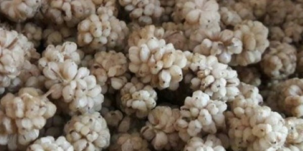 تصویر 2 از خرید و قیمت توت خشک درجه یک + فروش عمده