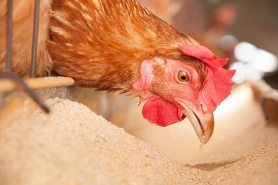 تصویر 4 از قیمت خرید مکمل پرومکس طیور + فروش ویژه
