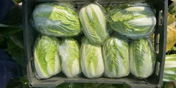 تصویر 2 از خرید کاهو چینی اصفهان + قیمت فروش استثنایی