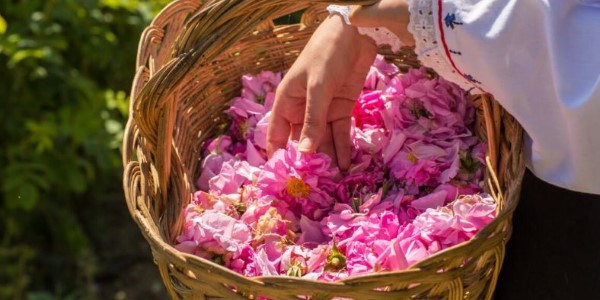 تصویر 2 از قیمت خرید گیاه دارویی گل محمدی عمده به صرفه و ارزان