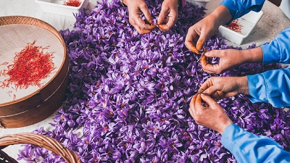 تصویر 3 از خرید زعفران درجه یک + قیمت فروش استثنایی