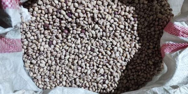 تصویر 4 از خرید و فروش لوبیا چیتی خمین اراک با شرایط فوق العاده