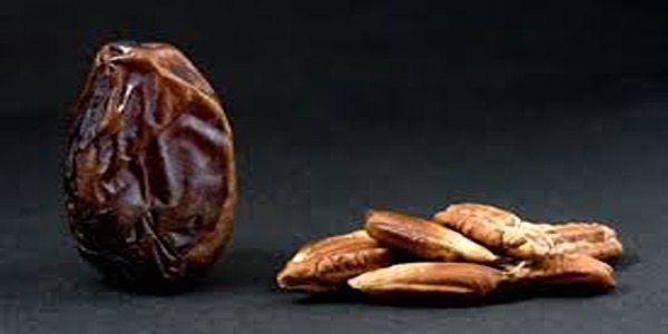 تصویر 5 از قیمت روغن هسته خرما شیراز + خرید باور نکردنی