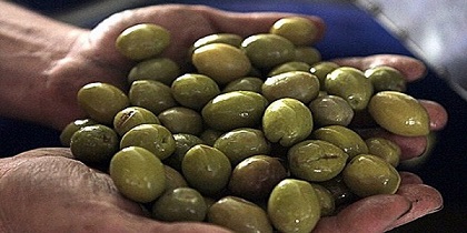 تصویر 5 از قیمت خرید زیتون تلخ تزیینی + فروش ویژه