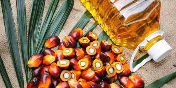 تصویر 3 از قیمت خرید روغن هسته خرما ارگانیک عمده به صرفه و ارزان