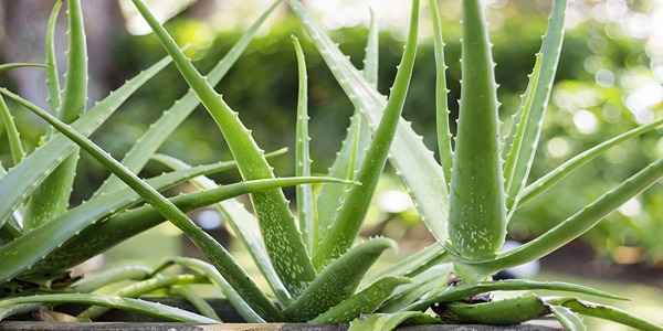 تصویر 3 از قیمت گیاه آلوئه ورا کوهی + خرید باور نکردنی