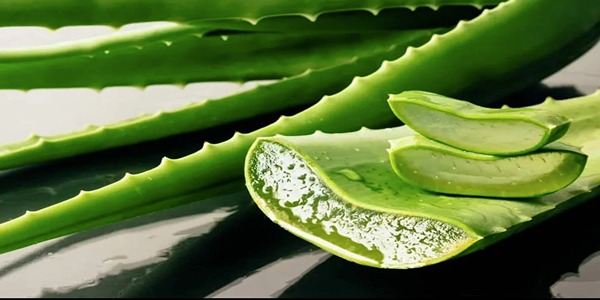 تصویر 5 از خرید گیاه آلوئه ورا ابلق + قیمت فروش استثنایی