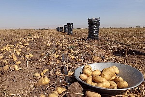 تصویر 1 از خرید و فروش سیب زمینی همدان تازه با شرایط فوق العاده
