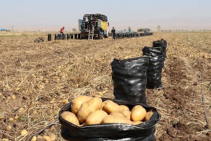 تصویر 2 از خرید و فروش سیب زمینی همدان تازه با شرایط فوق العاده