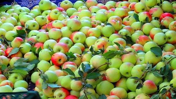 تصویر 4 از خرید و قیمت سیب گلاب ترش + فروش عمده