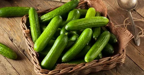 تصویر 3 از قیمت خرید خیار سبز محلی + فروش ویژه