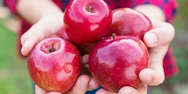 تصویر 5 از فروش سیب قرمز سمیرم + قیمت خرید به صرفه