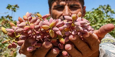 تصویر 2 از قیمت خرید پسته کوهی کرمانشاه جدید عمده به صرفه و ارزان
