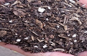 تصویر 2 از خرید خاک پرومکس ملکه + قیمت فروش استثنایی