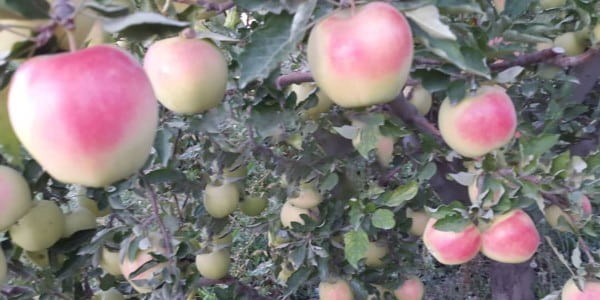 تصویر 5 از قیمت سیب سفید در ایران + خرید باور نکردنی