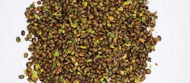 تصویر 5 از قیمت خرید پسته اکبری درجه یک عمده به صرفه و ارزان