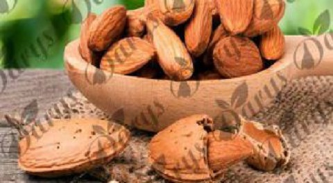 تصویر 7 از فروش بادام مامایی اصفهان + قیمت خرید به صرفه