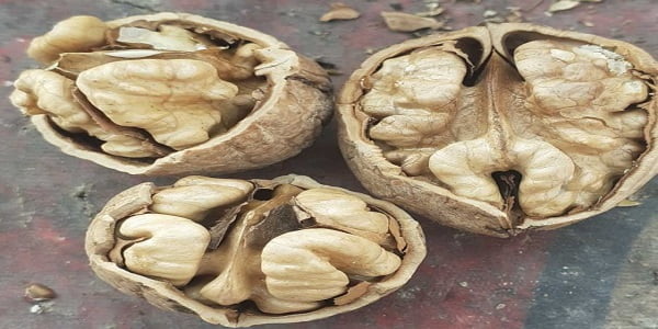 تصویر 4 از خرید گردو پوست کاغذی تویسرکان + قیمت فروش استثنایی
