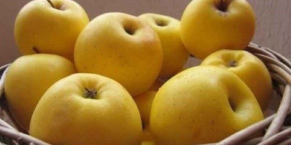 تصویر 1 از خرید سیب زرد سمیرم + قیمت فروش استثنایی