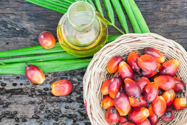 تصویر 5 از قیمت روغن هسته خرما خوراکی + خرید باور نکردنی