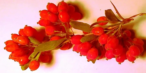 تصویر 4 از خرید و قیمت زرشک دانه اناری + فروش عمده