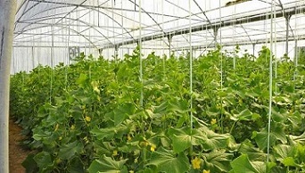 تصویر 1 از خرید تجهیزات گلخانه ای تهران + قیمت فروش استثنایی