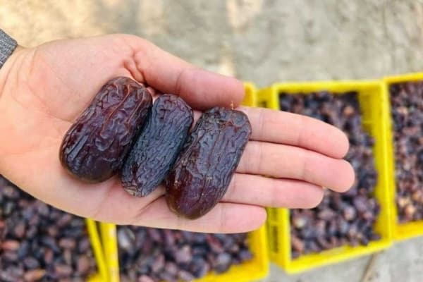 تصویر 3 از قیمت خرما مجول درجه یک با کیفیت ارزان + خرید عمده