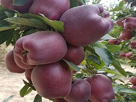 تصویر 1 از قیمت خرید سیب قرمز فرانسه با فروش عمده