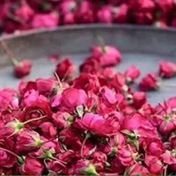 خرید و قیمت گل محمدی غنچه + فروش صادراتی