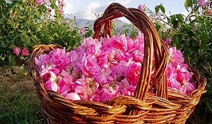 تصویر 1 از خرید و قیمت گل محمدی غنچه + فروش صادراتی