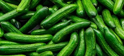 تصویر 3 از خرید و قیمت خیار سبز درختی + فروش عمده