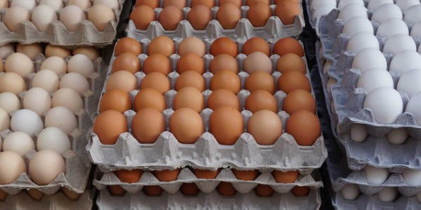 تصویر 1 از خرید و قیمت شانه مقوایی تخم مرغ + فروش صادراتی