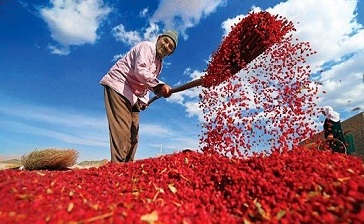 تصویر 2 از فروش زرشک دانه اناری اعلا + قیمت خرید به صرفه