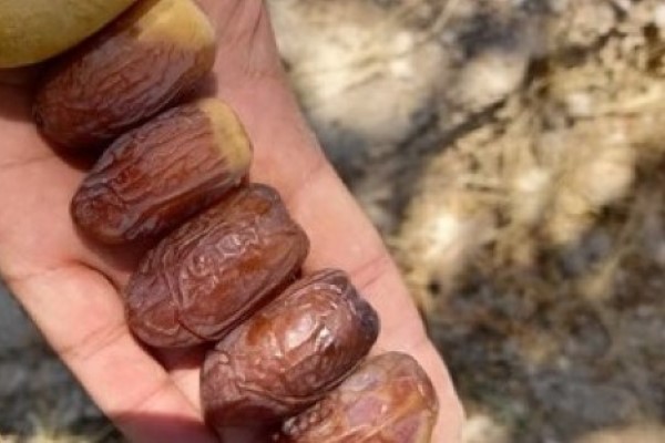 تصویر 2 از قیمت خرید خرما پیارم اصل + فروش ویژه