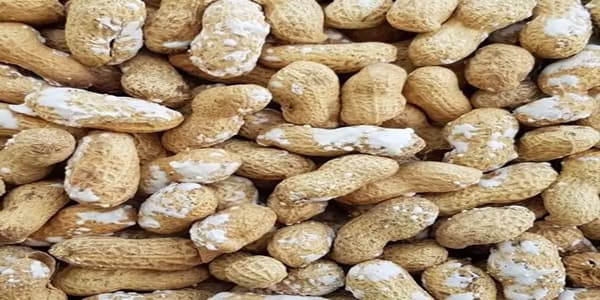 تصویر 4 از خرید و قیمت بادام زمینی نمکی با پوست + فروش صادراتی