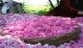 تصویر 2 از خرید غنچه گل محمدی + قیمت فروش استثنایی