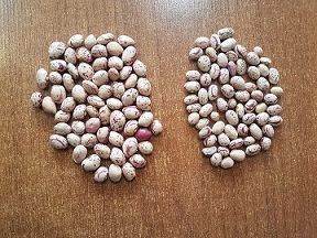 تصویر 2 از قیمت خرید لوبیا چیتی تازه + فروش ویژه