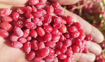 تصویر 2 از قیمت خرید زرشک دانه اناری اعلا + فروش ویژه