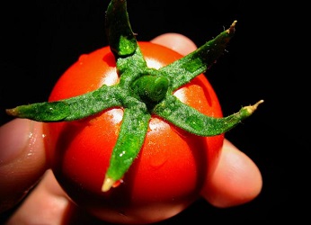 تصویر 3 از قیمت رب گوجه خانگی اصفهان  با کیفیت ارزان + خرید عمده
