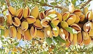 تصویر 1 از خرید بادام مامایی شاخه ای + قیمت فروش استثنایی